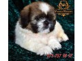 shih-tzu-male-puppies-small-2