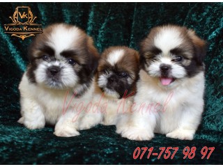 Shih Tzu Male puppies