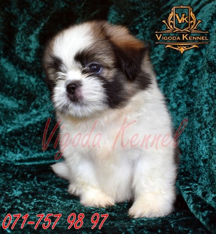 shih-tzu-male-puppies-big-3