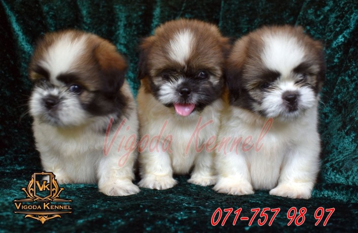 shih-tzu-male-puppies-big-4