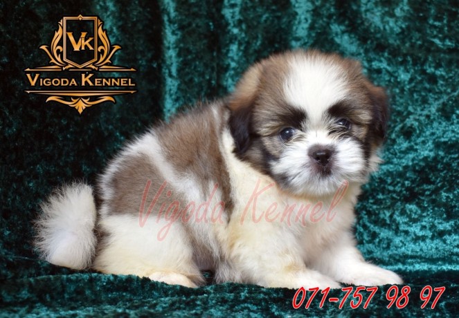 shih-tzu-male-puppies-big-1