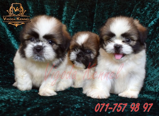 shih-tzu-male-puppies-big-0