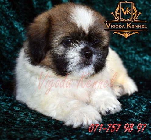shih-tzu-male-puppies-big-2