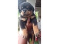 rottweiler-puppies-small-3