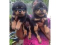 rottweiler-puppies-small-0