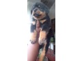 rottweiler-puppies-small-2
