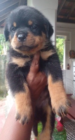 rottweiler-puppies-big-3