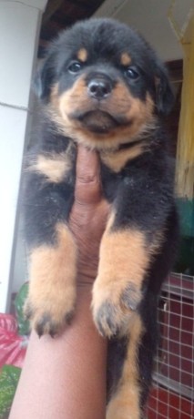 rottweiler-puppies-big-1