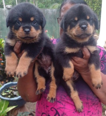 rottweiler-puppies-big-0