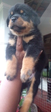 rottweiler-puppies-big-2
