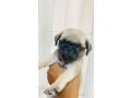 pug-puppies-for-sale-small-3