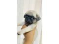 pug-puppies-for-sale-small-4