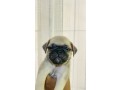 pug-puppies-for-sale-small-1