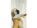 pug-puppies-for-sale-small-0