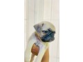 pug-puppies-for-sale-small-2