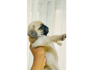 Pug puppies for sale