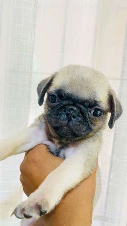 pug-puppies-for-sale-big-3