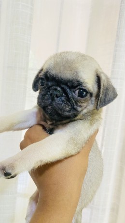 pug-puppies-for-sale-big-4