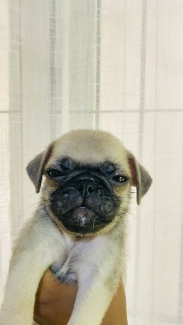 pug-puppies-for-sale-big-1