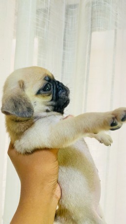 pug-puppies-for-sale-big-0