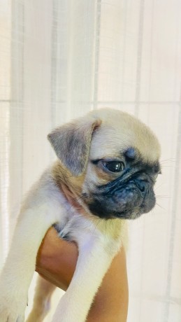 pug-puppies-for-sale-big-2