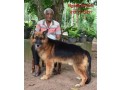 german-shepherd-dog-for-stud-small-1