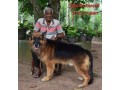 german-shepherd-dog-for-stud-small-2