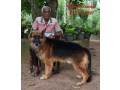 german-shepherd-dog-for-stud-small-0