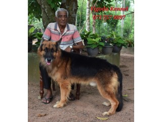 German Shepherd Dog For Stud