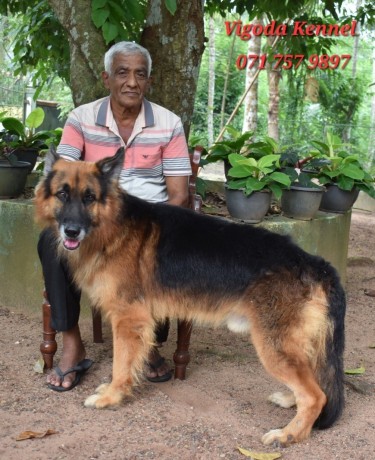 german-shepherd-dog-for-stud-big-1