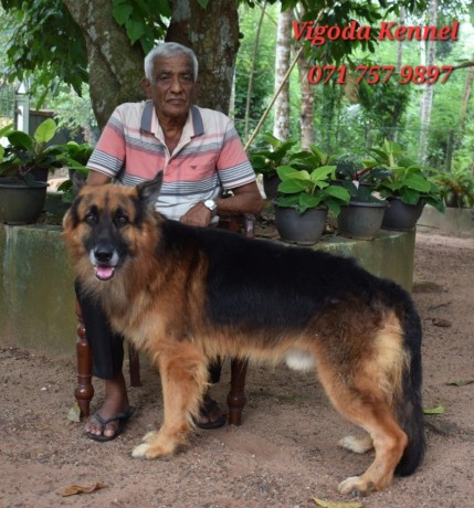 german-shepherd-dog-for-stud-big-2