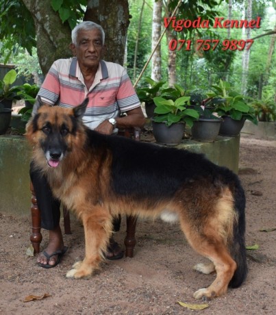 german-shepherd-dog-for-stud-big-0