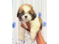 shih-tzu-puppies-small-2