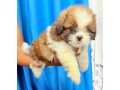 shih-tzu-puppies-small-0