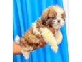 shih-tzu-puppies-small-1