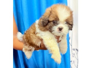 Shih Tzu Puppies