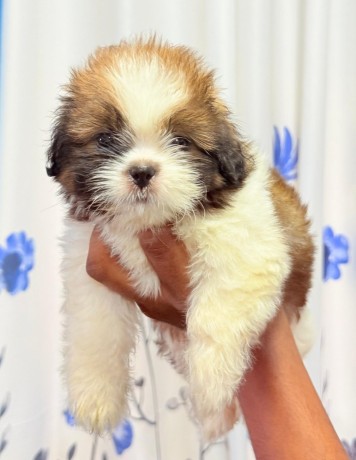 shih-tzu-puppies-big-2