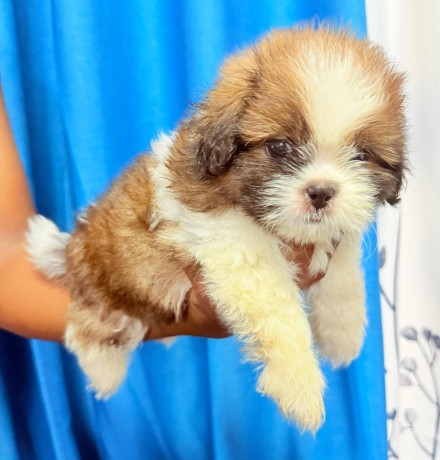 shih-tzu-puppies-big-0