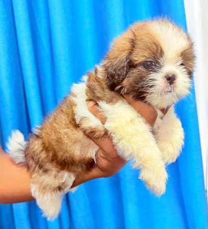 shih-tzu-puppies-big-1
