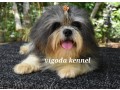 shih-tzu-dog-for-stud-small-3