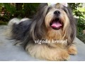 shih-tzu-dog-for-stud-small-1