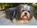 shih-tzu-dog-for-stud-small-2