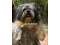 shih-tzu-dog-for-stud-small-0