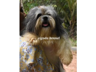 Shih tzu dog for stud