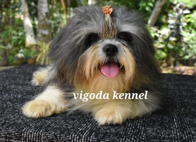 shih-tzu-dog-for-stud-big-3