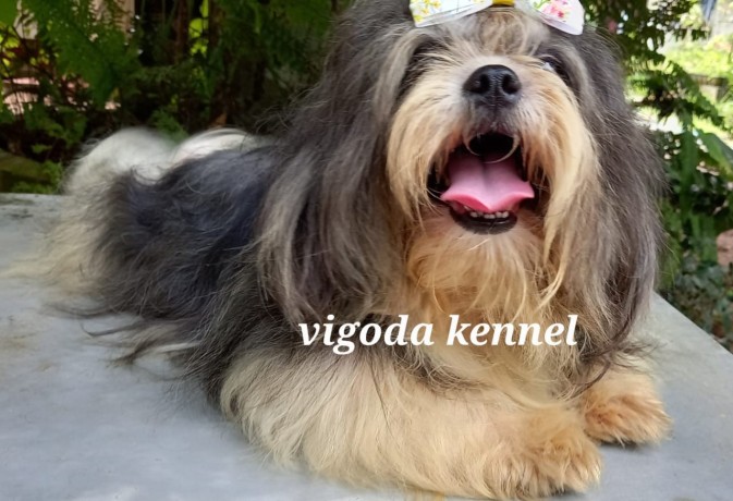 shih-tzu-dog-for-stud-big-1