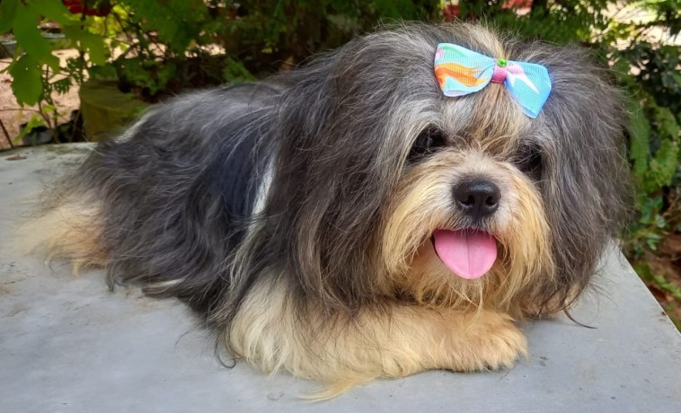 shih-tzu-dog-for-stud-big-2