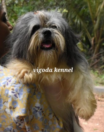 shih-tzu-dog-for-stud-big-0